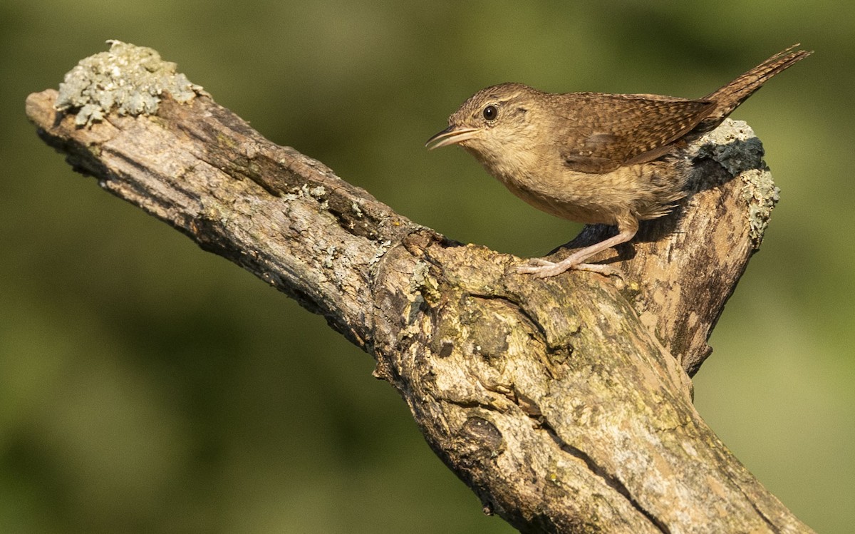 House Wren - Mike Austin