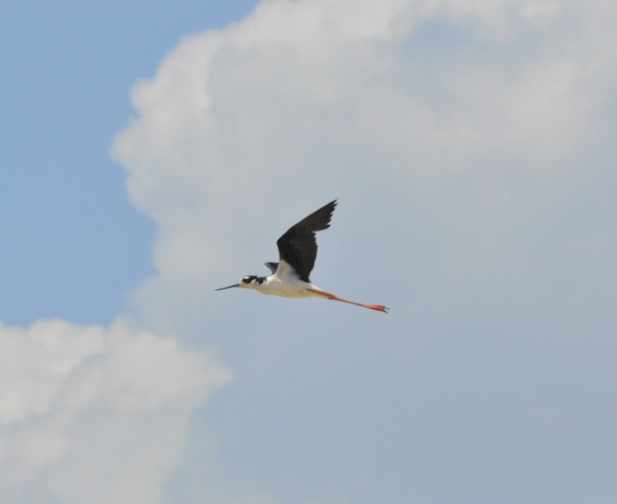 Black-necked Stilt - ML599953431