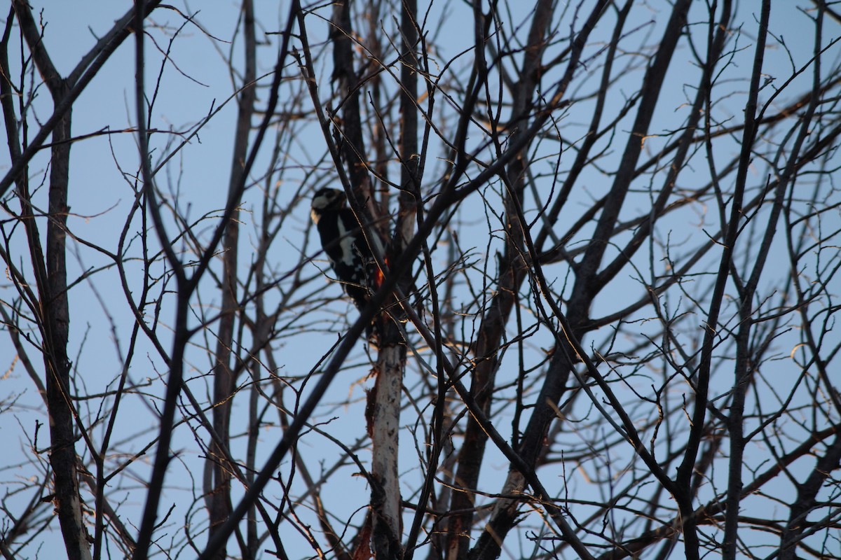 Great Spotted Woodpecker - ML599953631