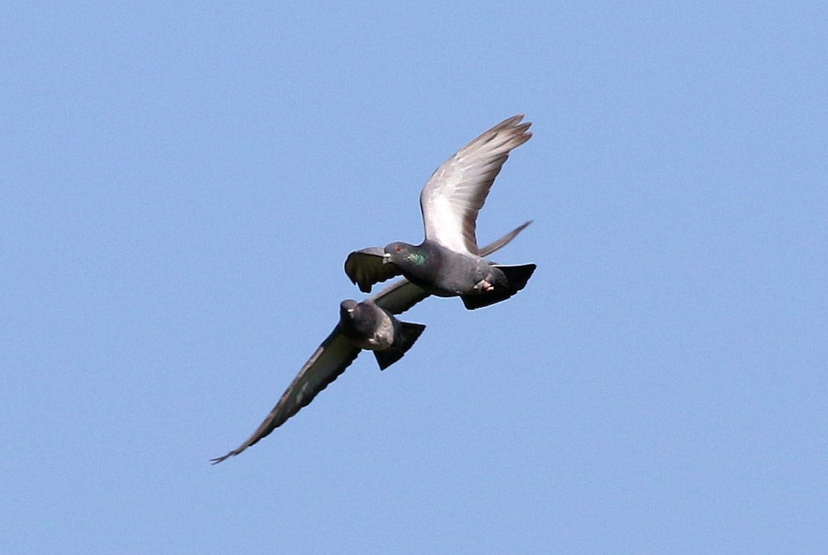 Rock Pigeon (Feral Pigeon) - Miguel García