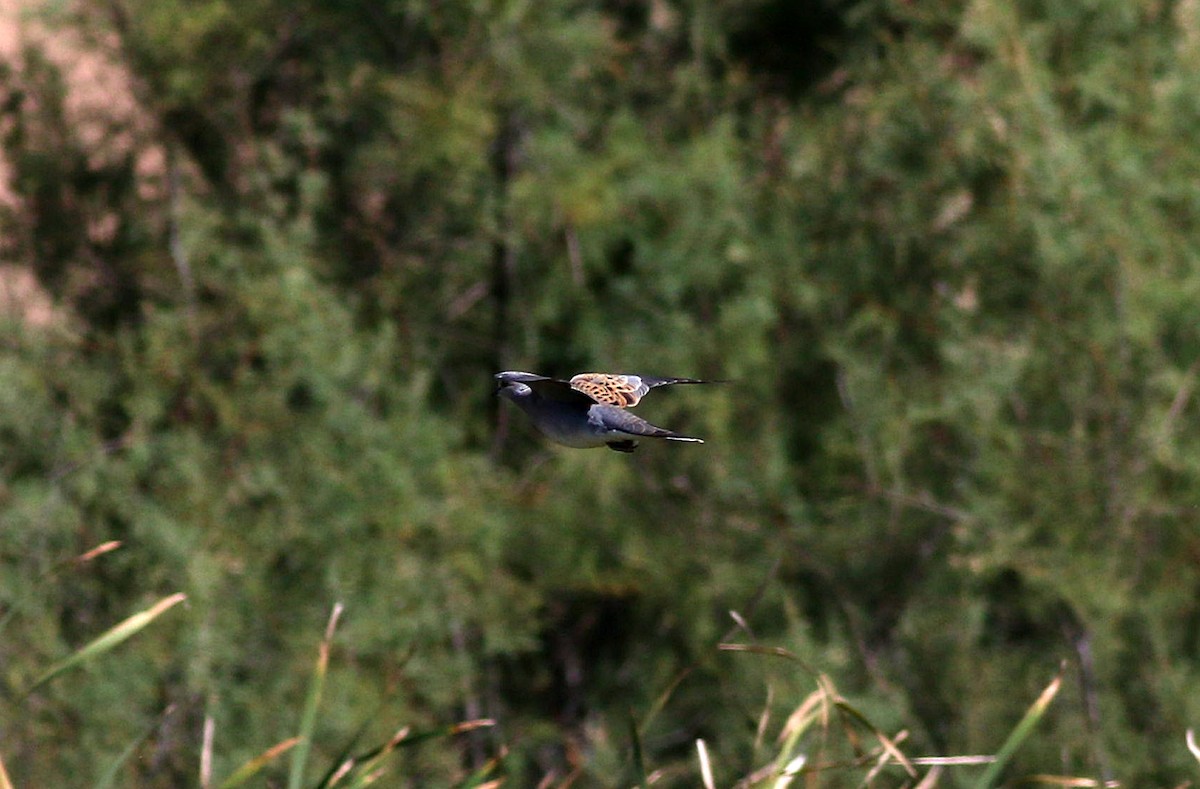 European Turtle-Dove - ML599953781