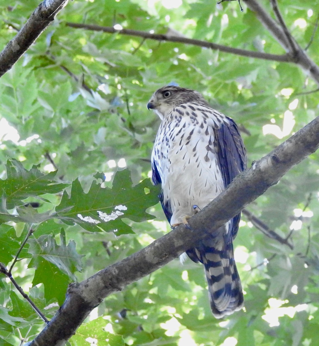 Cooper's Hawk - ML599953821