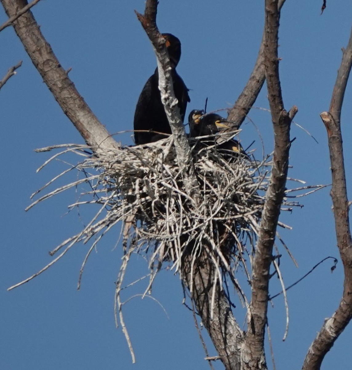 Double-crested Cormorant - ML599954101