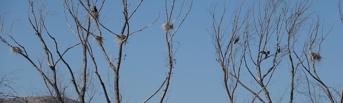 Double-crested Cormorant - ML599954121