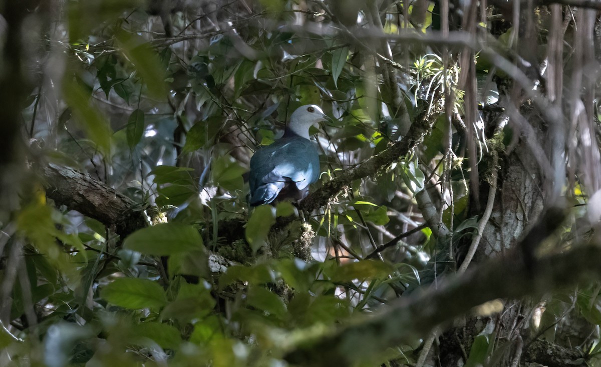 Gray-headed Imperial-Pigeon - ML599955261