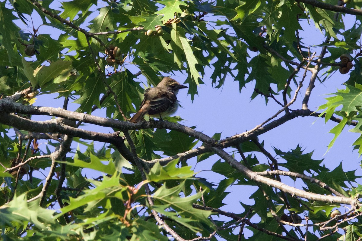 Great Crested Flycatcher - ML599956401