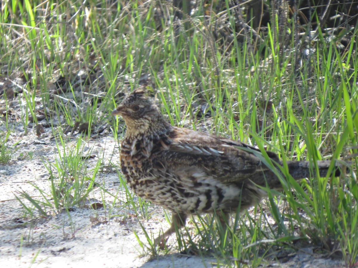 Ruffed Grouse - ML59995641