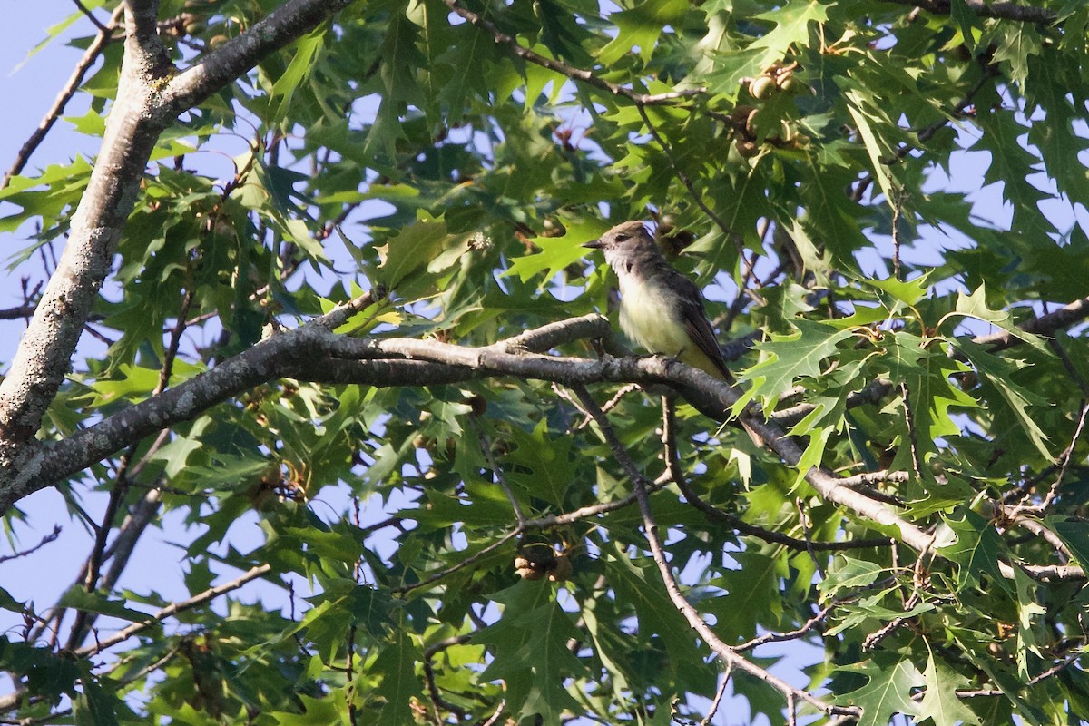 Great Crested Flycatcher - ML599956411