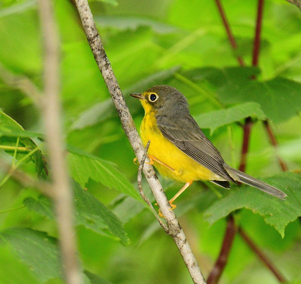 Canada Warbler - ML599958761