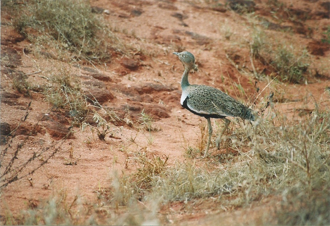 Buff-crested Bustard - ML599959661