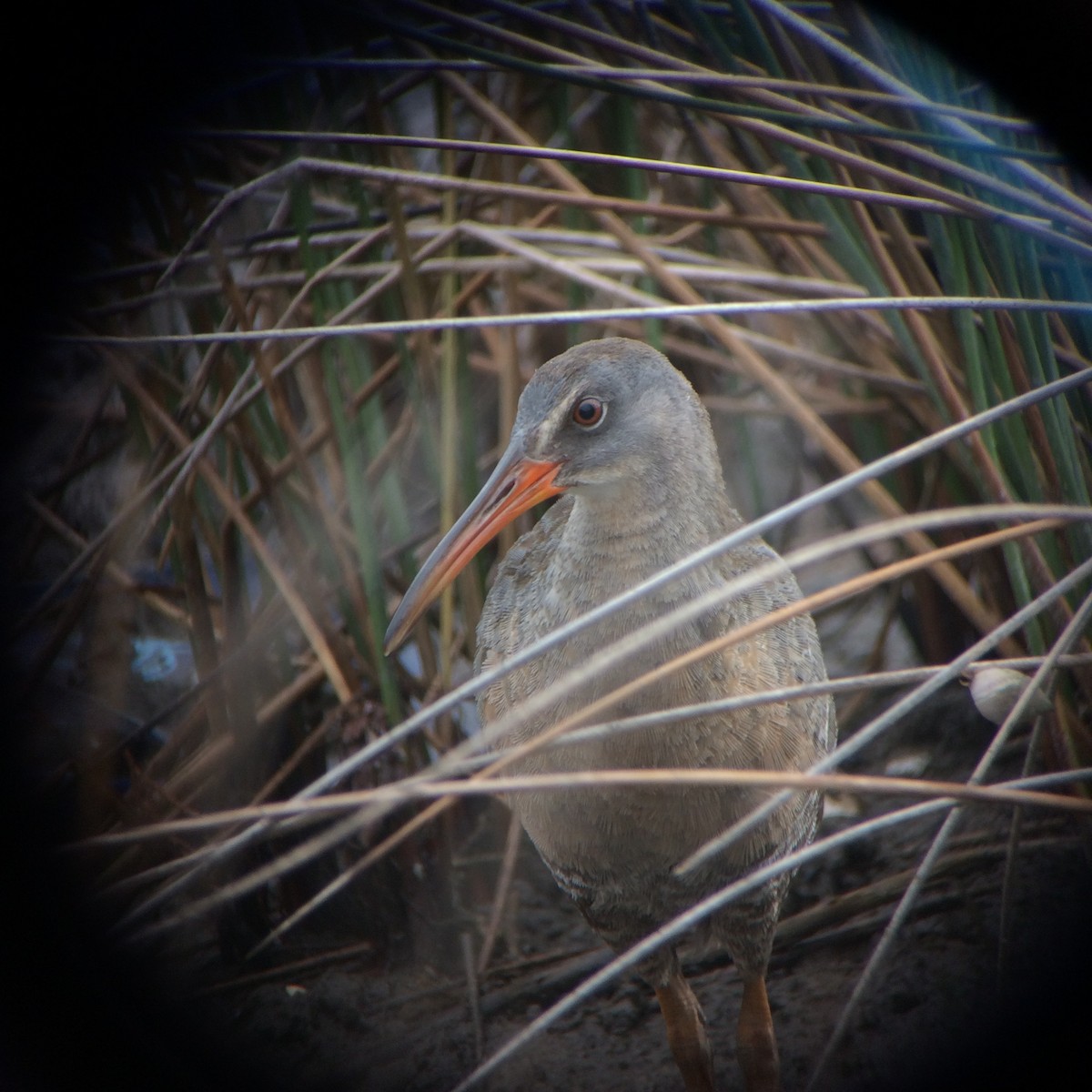 Clapper Rail (Atlantic Coast) - ML59996161