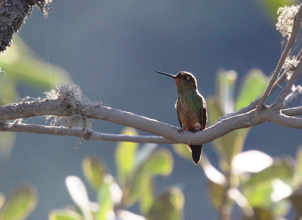 Buff-thighed Puffleg - Richard Greenhalgh