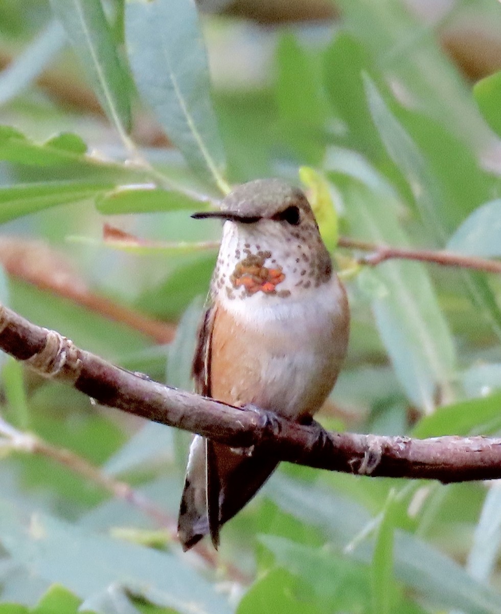 Colibrí Rufo - ML599962531