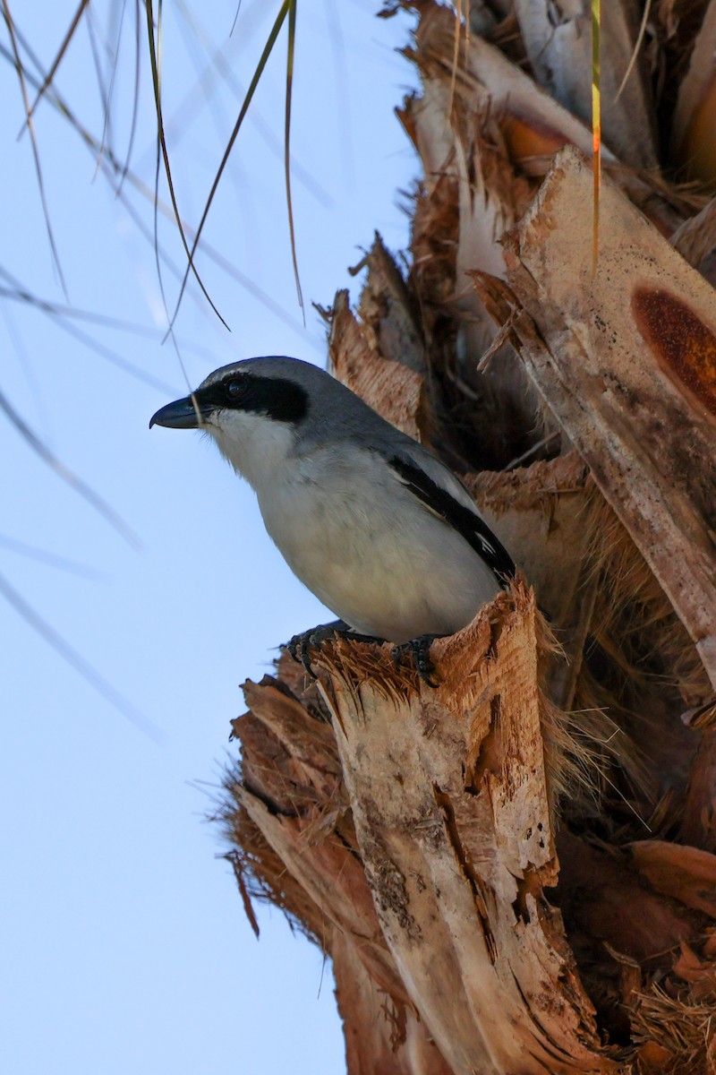 Loggerhead Shrike - ML599962821
