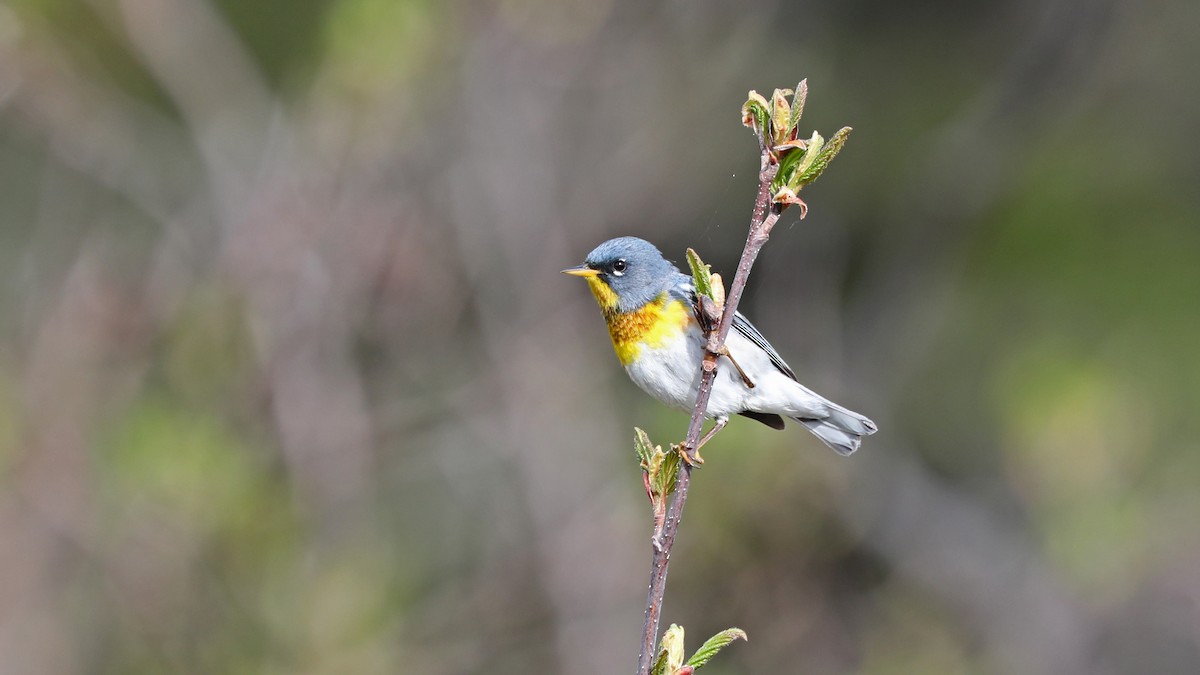 Northern Parula - ML59996311