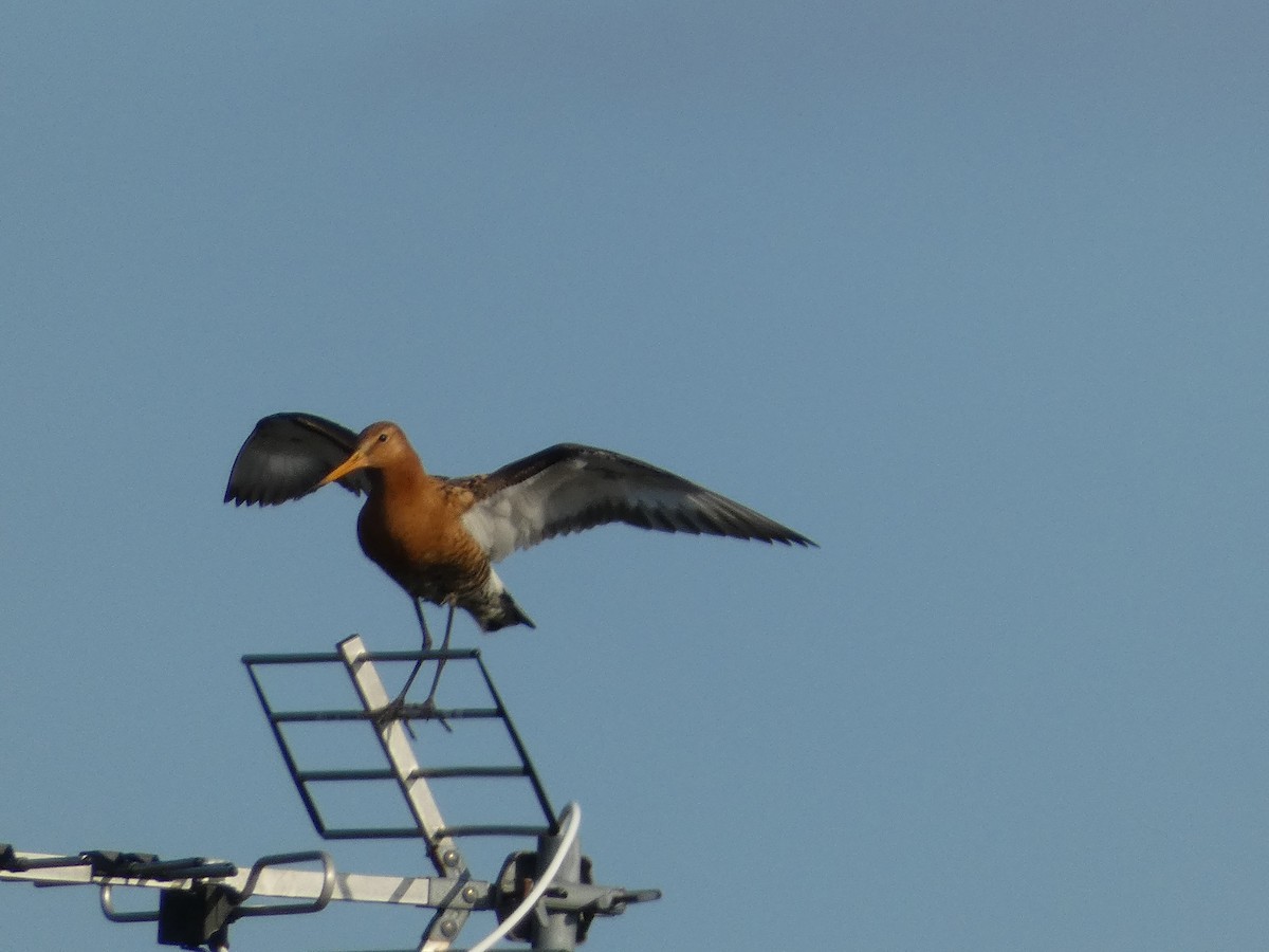 Black-tailed Godwit - ML599963221