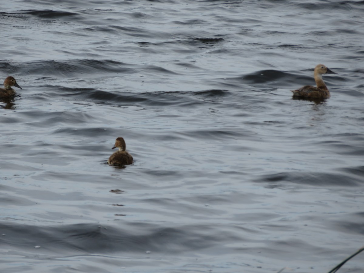 Canvasback - ML599964411