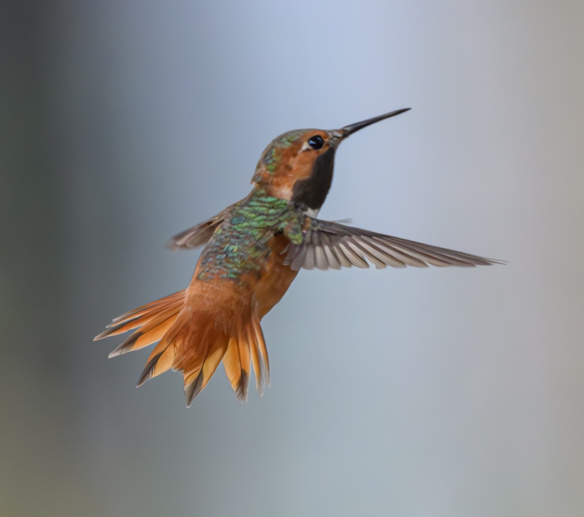 Allen's Hummingbird - ML599965571