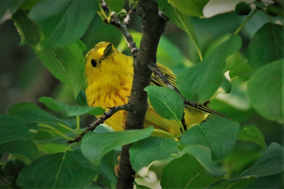 Yellow Warbler - walter sliva