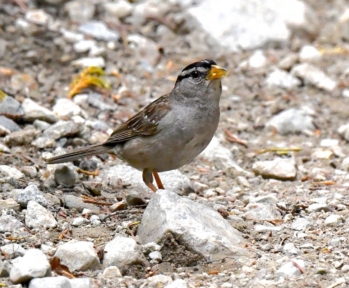 White-crowned Sparrow - ML599965881