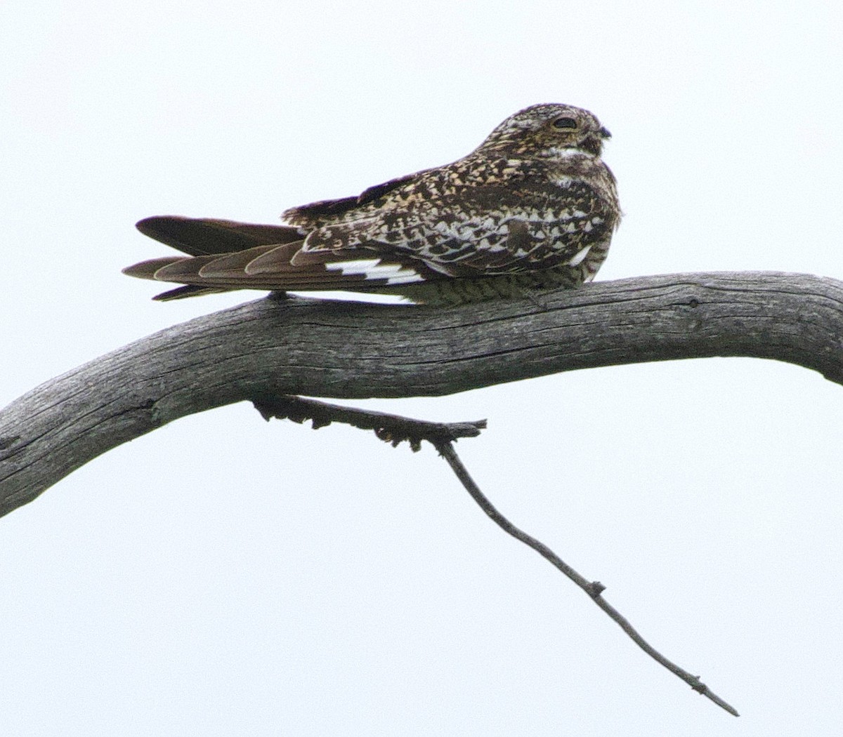 Common Nighthawk - ML599966851