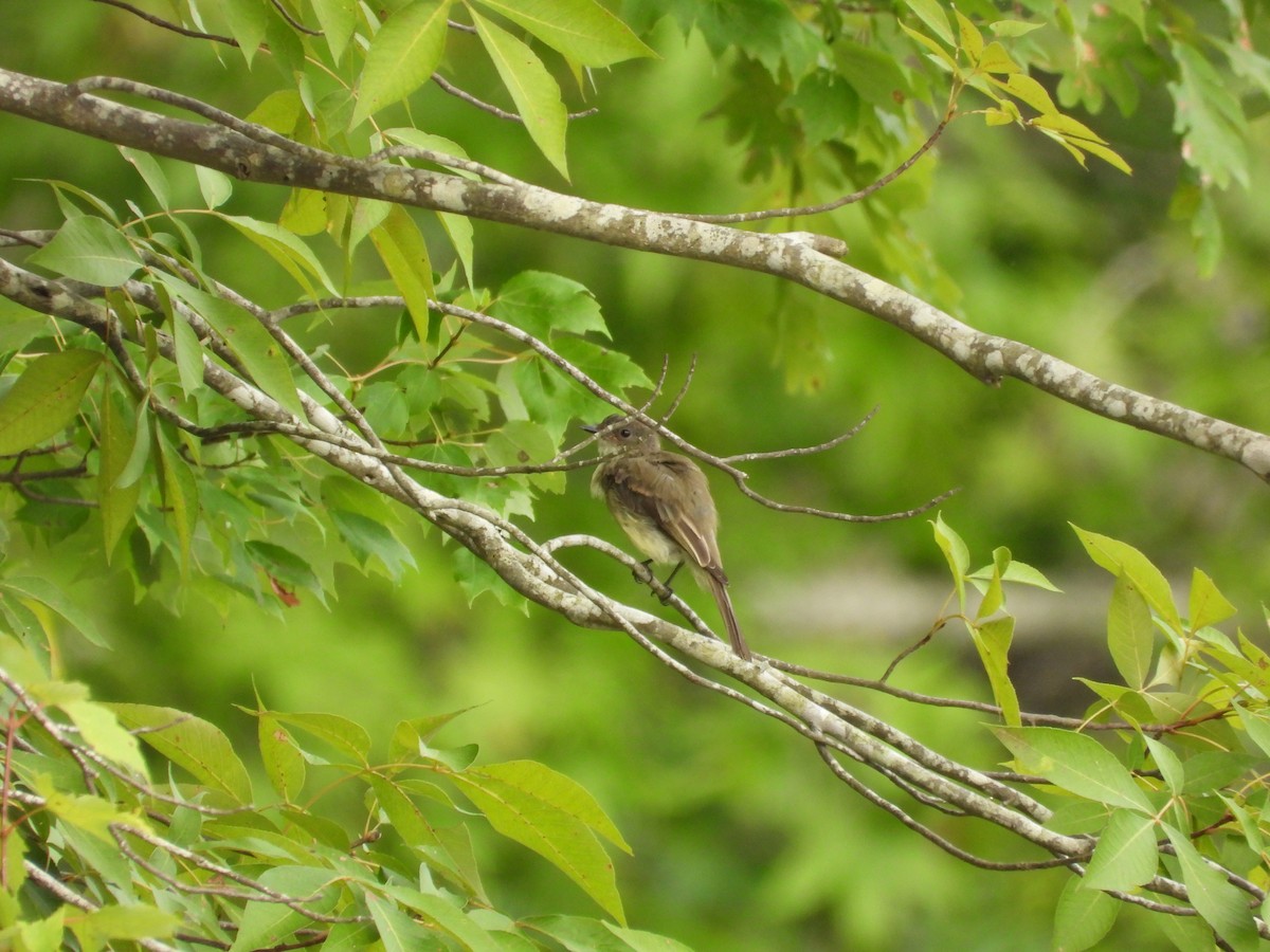 Eastern Phoebe - ML599967001
