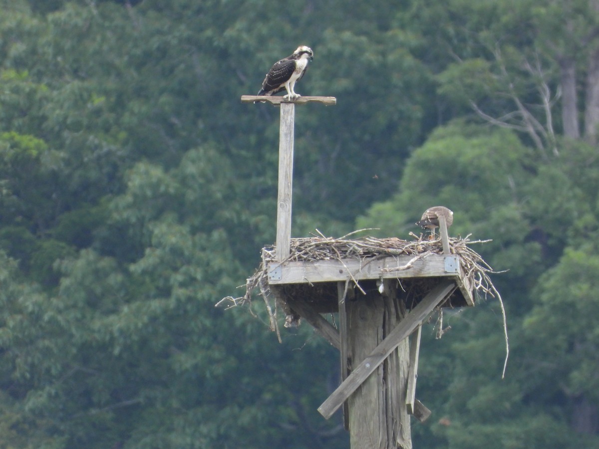 Osprey - ML599967111