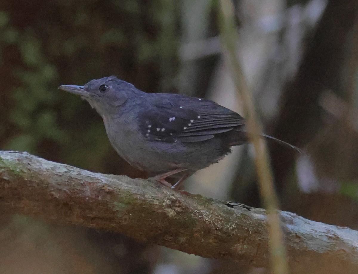 Humaita Antbird - ML599967231