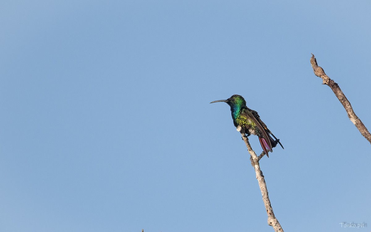 Black-throated Mango - ML599967361