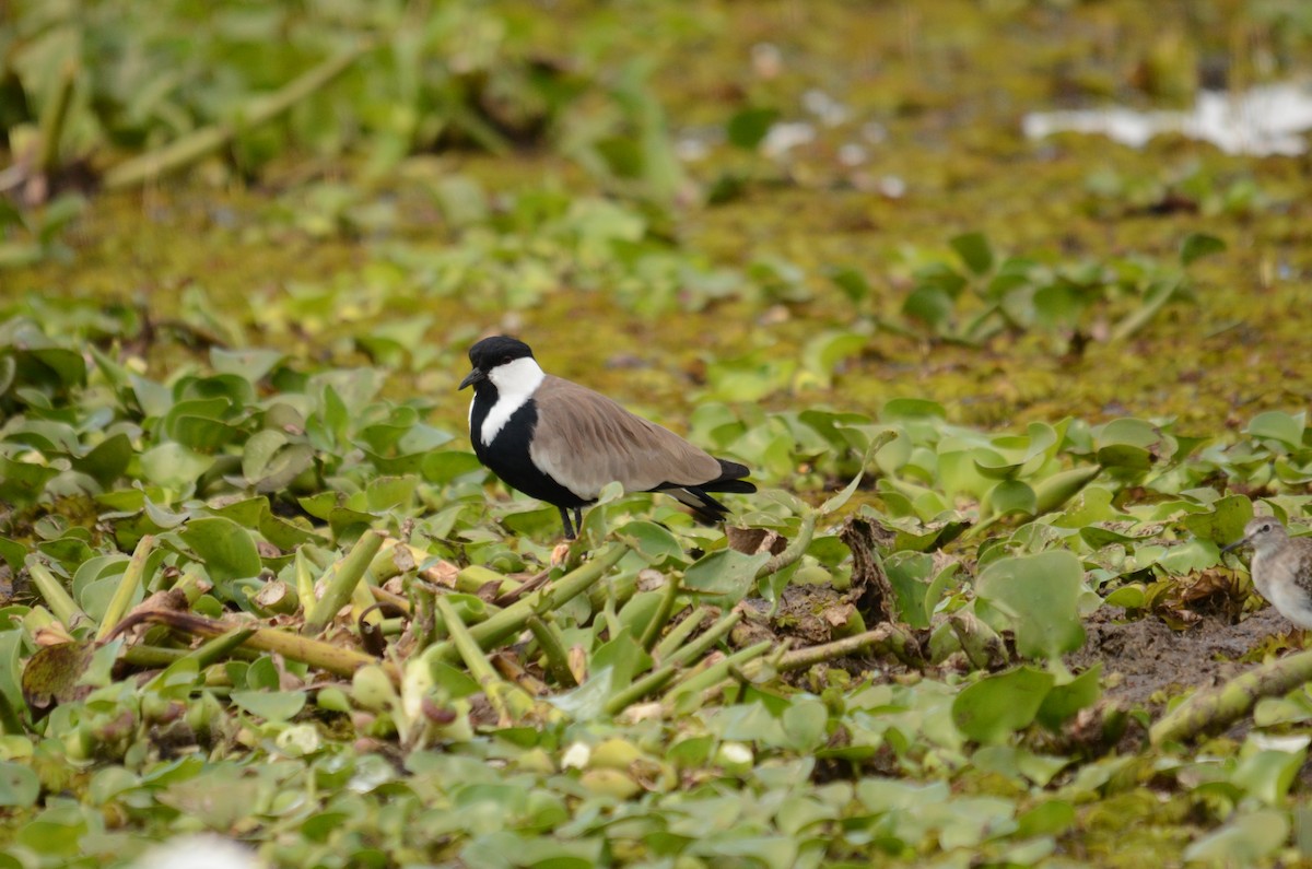 Spur-winged Lapwing - ML599967431