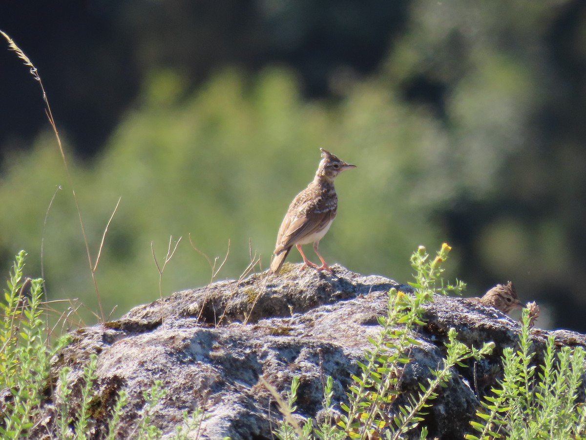 Thekla's Lark - ML599967491