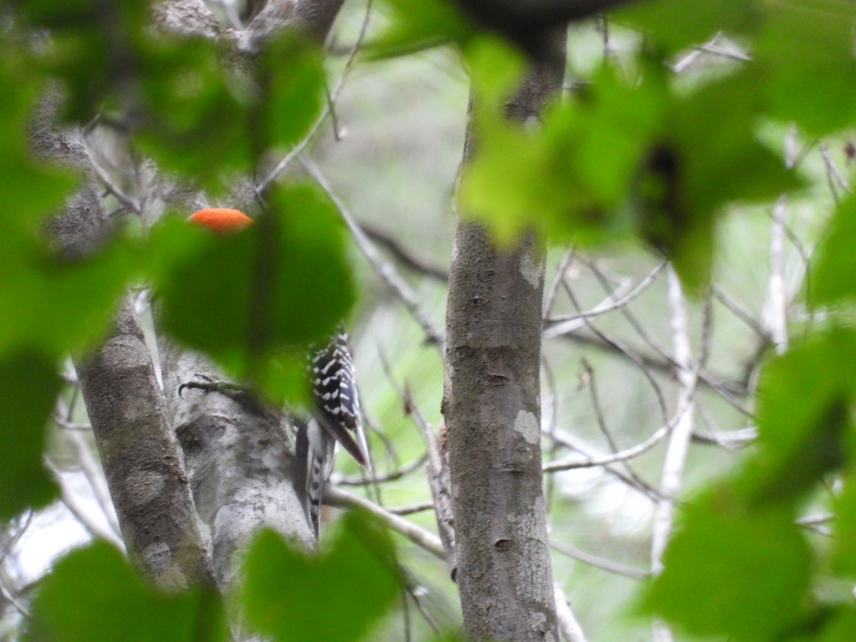 Red-bellied Woodpecker - ML599967511