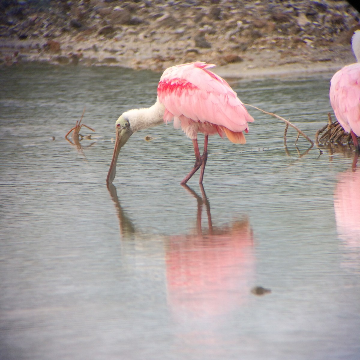 Roseate Spoonbill - ML59996781