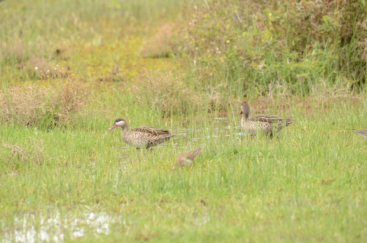 Canard à bec rouge - ML599968511