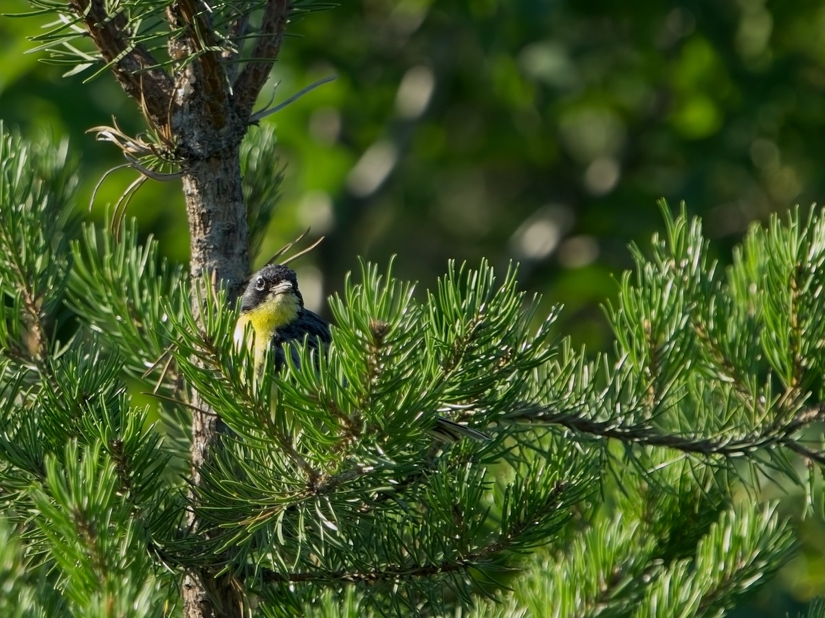 Kirtland's Warbler - ML599968541