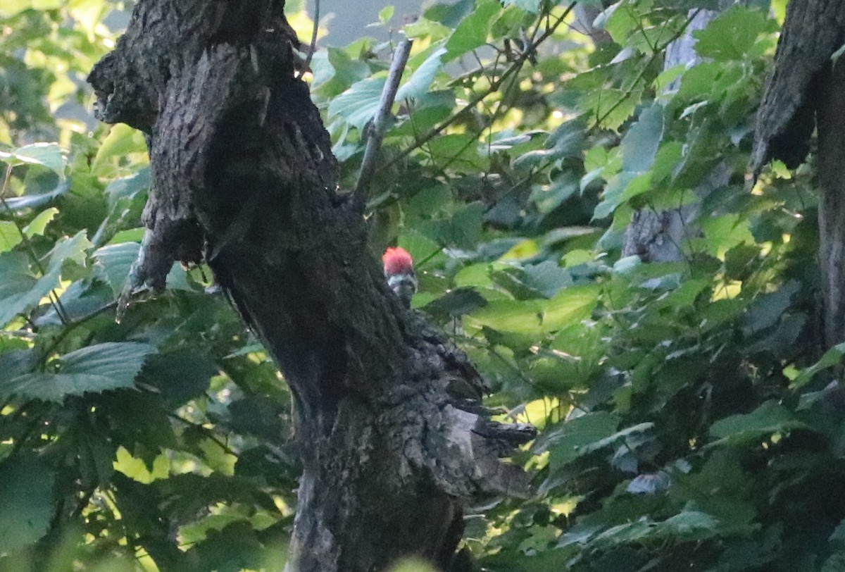 Pileated Woodpecker - ML599969121