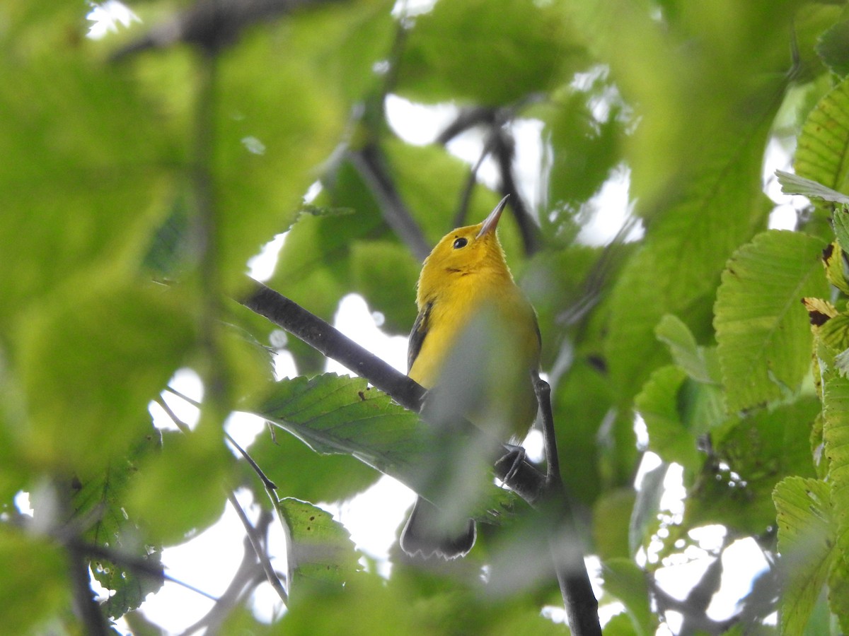Prothonotary Warbler - ML599969671