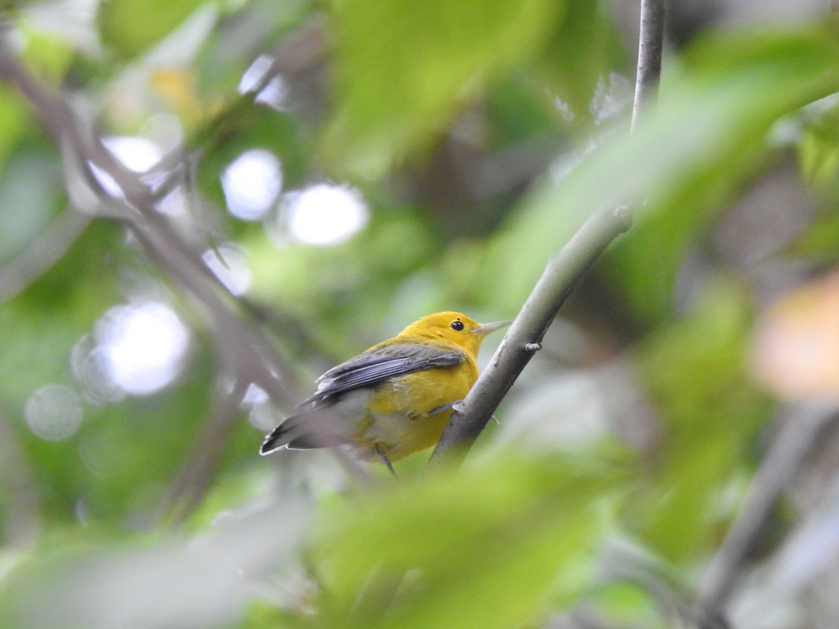 Prothonotary Warbler - ML599969681