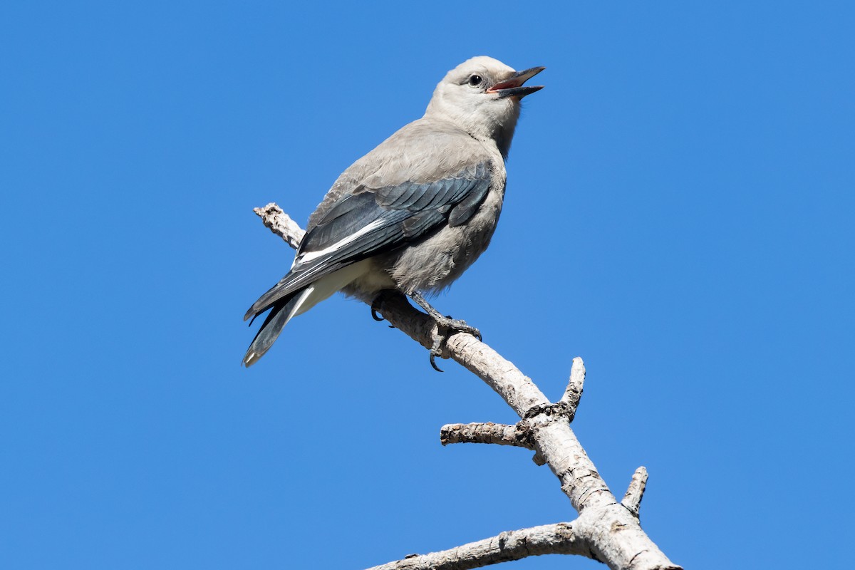 Clark's Nutcracker - ML599969761