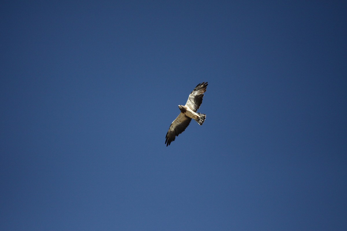 Swainson's Hawk - ML599970231