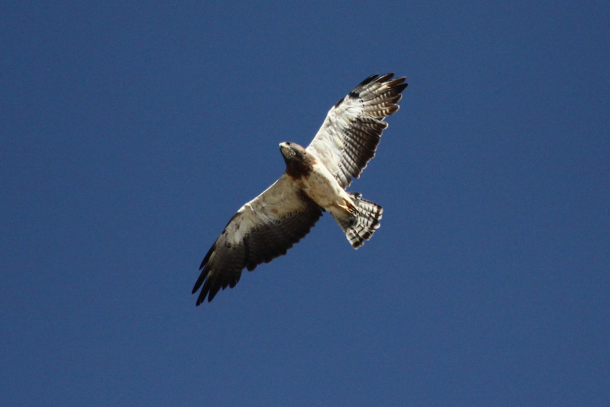 Swainson's Hawk - ML599970291