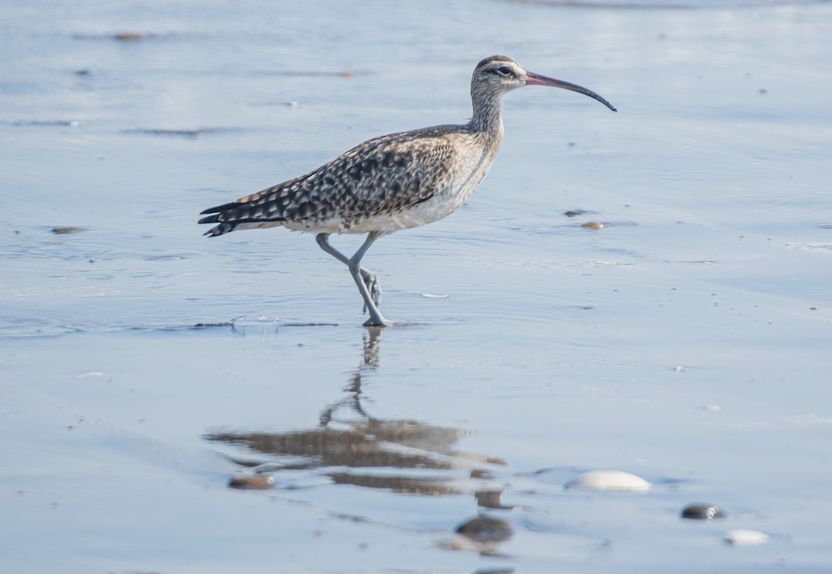 Whimbrel - ML599971521