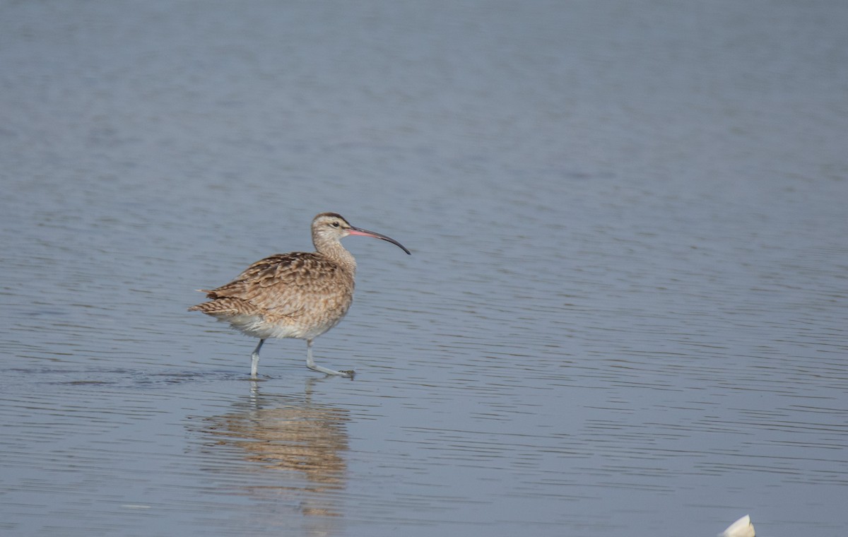 Whimbrel - ML599971531