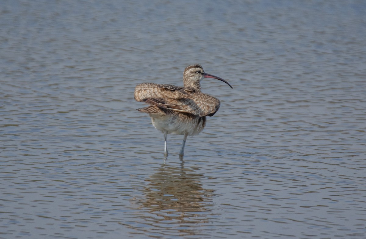 Whimbrel - ML599971541