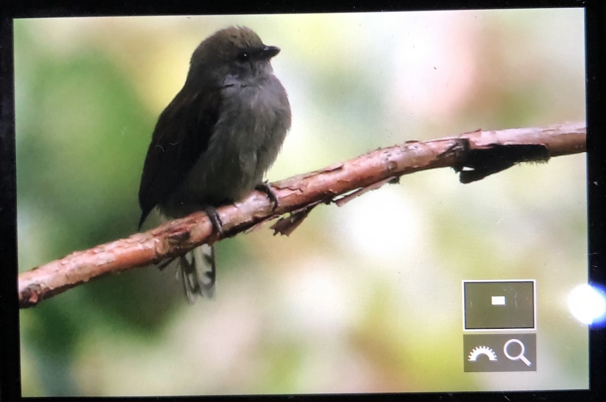 Dwarf Honeyguide - ML599971561