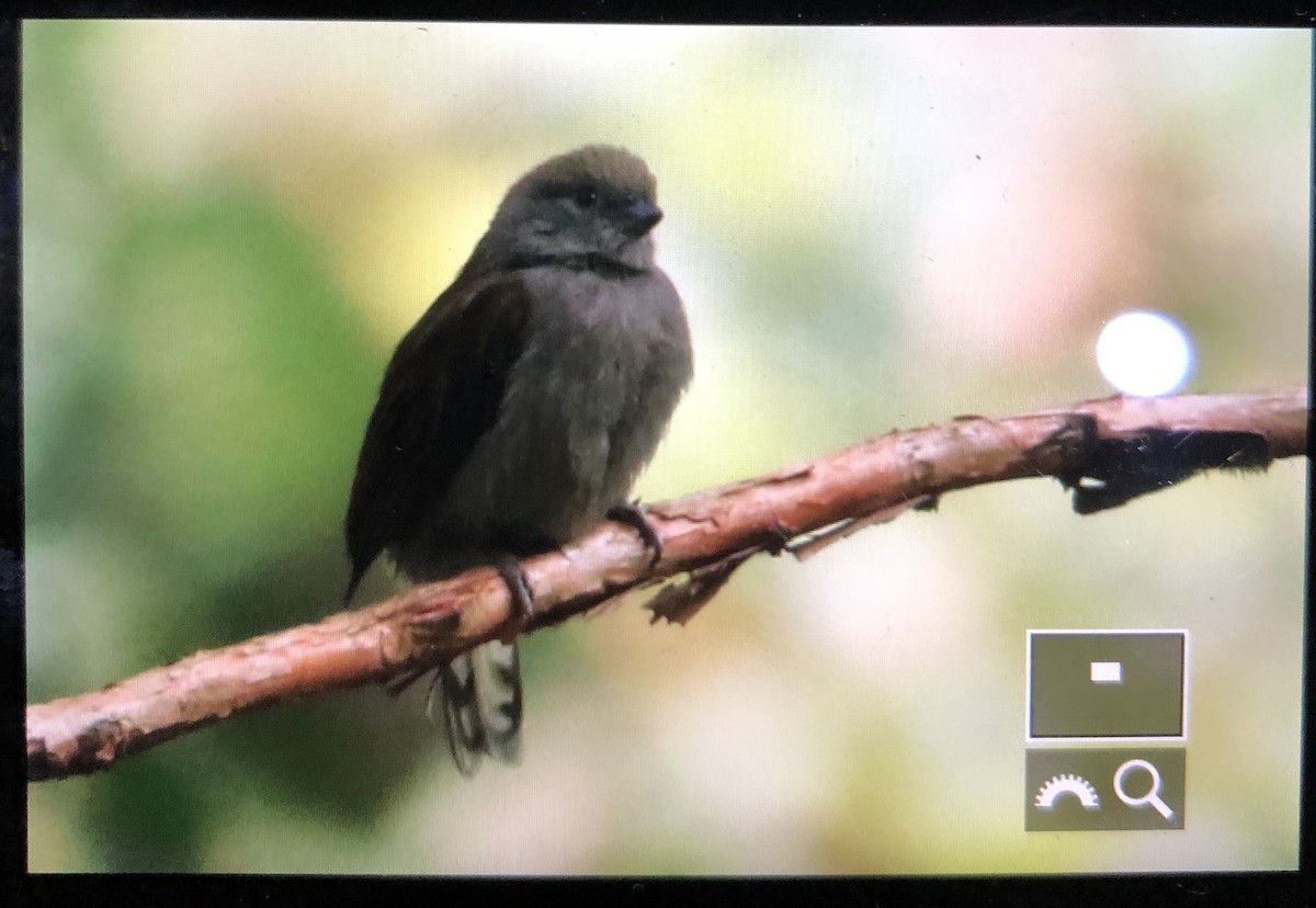 Dwarf Honeyguide - ML599971591