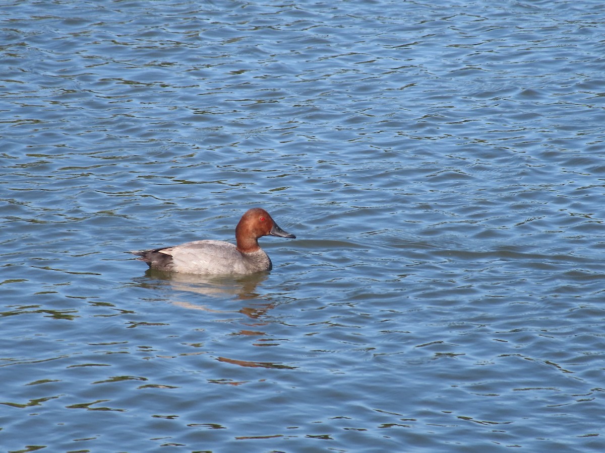 Common Pochard - ML599971721