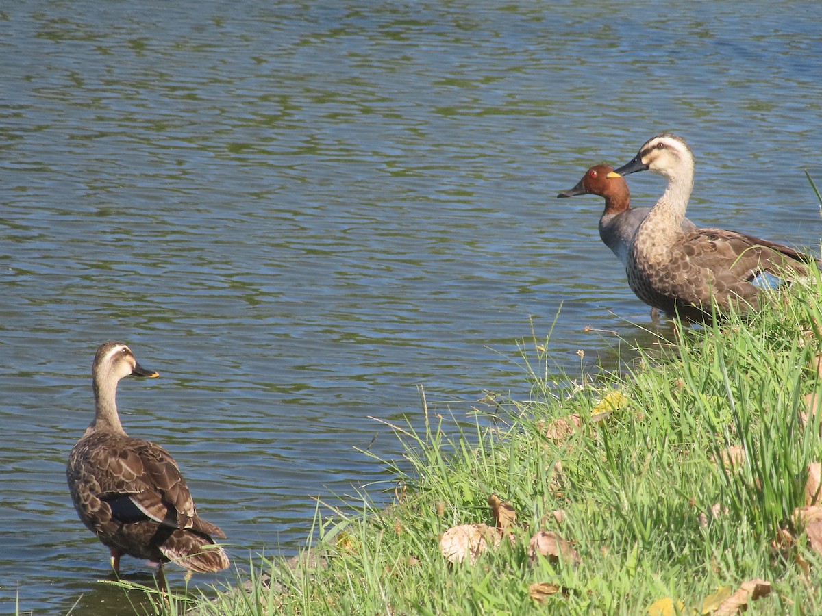 Common Pochard - ML599971731