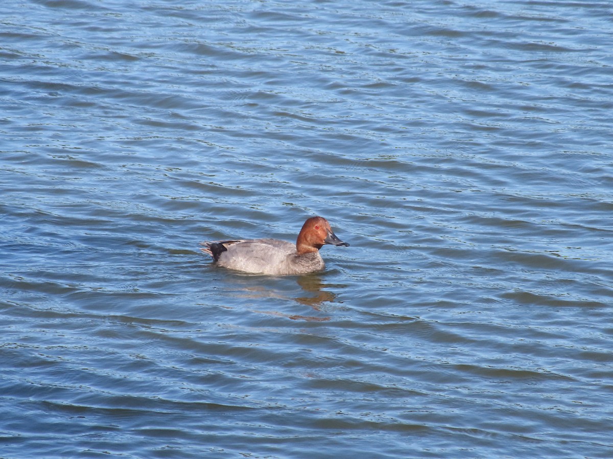 Common Pochard - ML599971741