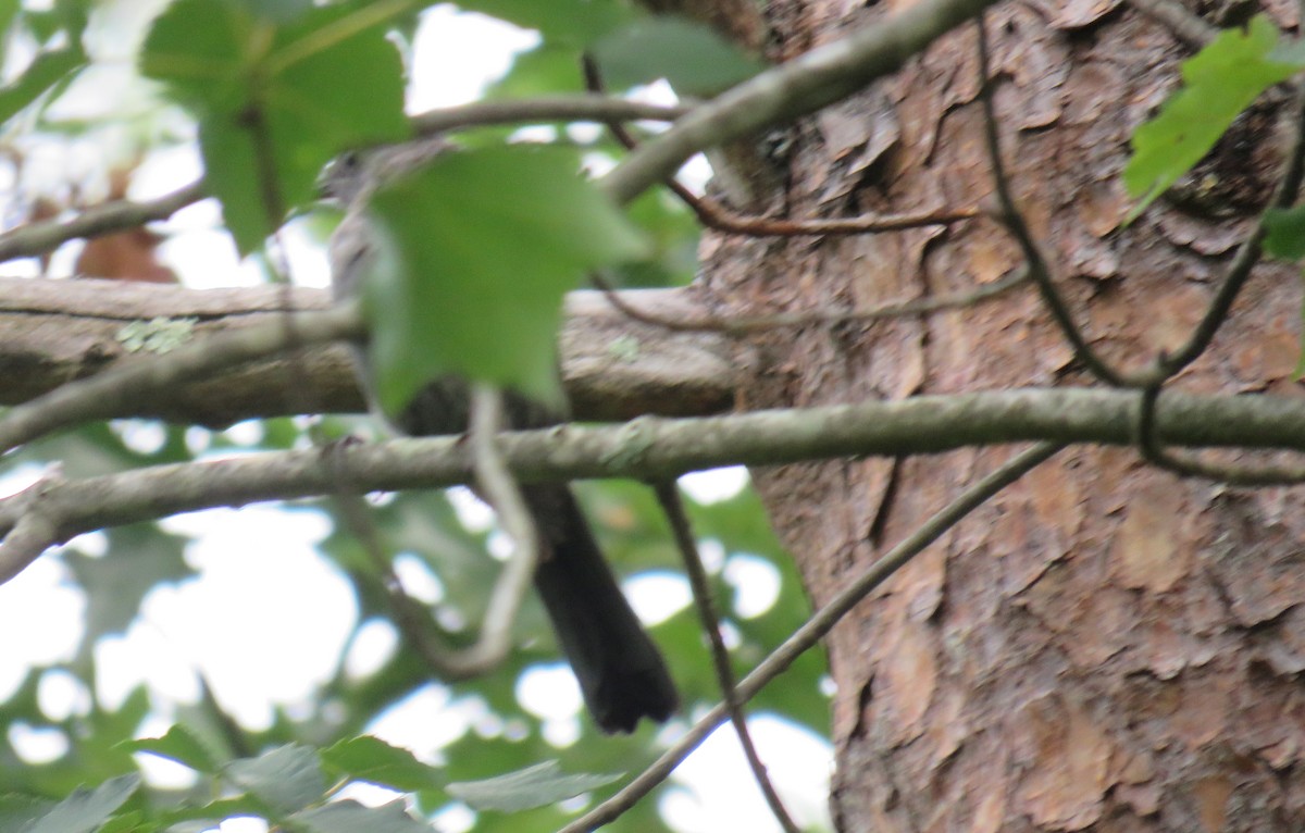 Yellow-billed Cuckoo - ML599971961